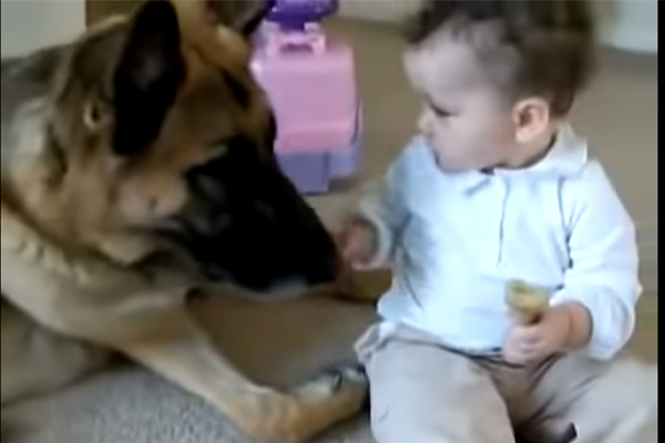 Cane Pastore Tedesco con un bambino