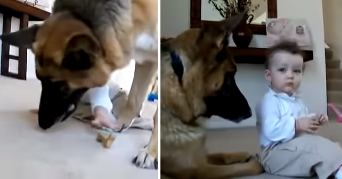 Il Pastore Tedesco e il bambino che vuole rubargli il cibo: il video della sua reazione