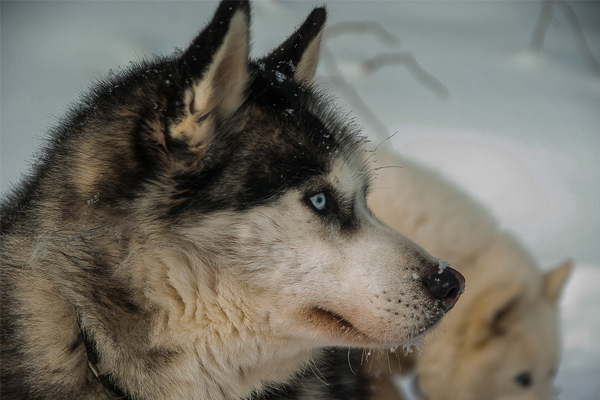 Husky che osserva