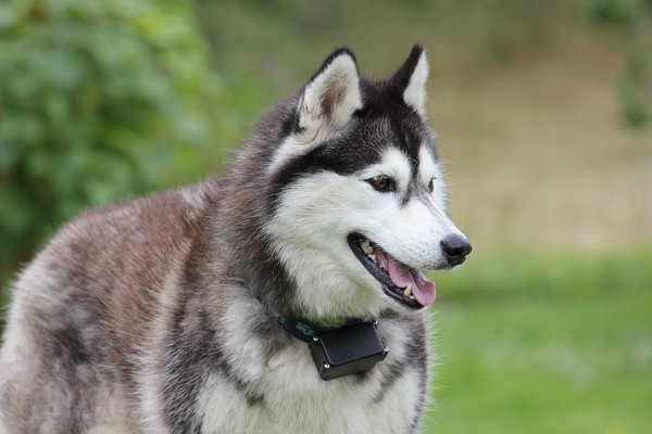 Husky che osserva