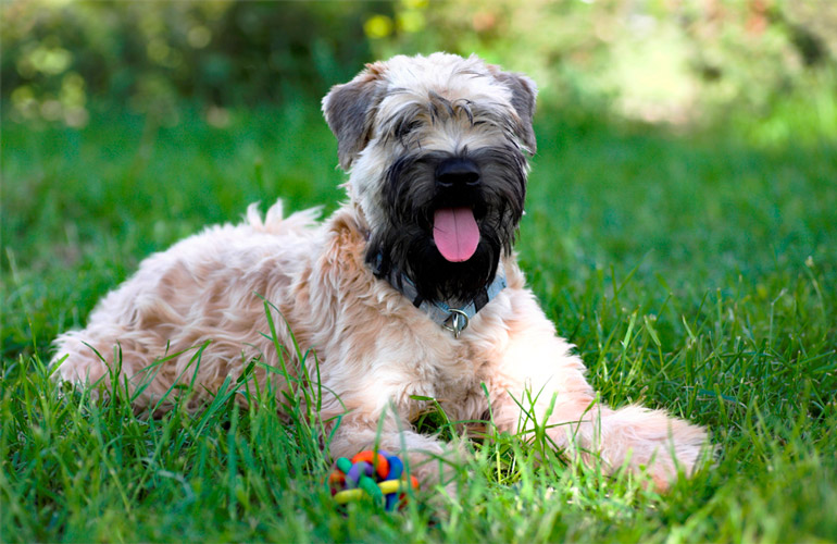 esemplare di Irish Soft Coated Wheaten Terrier