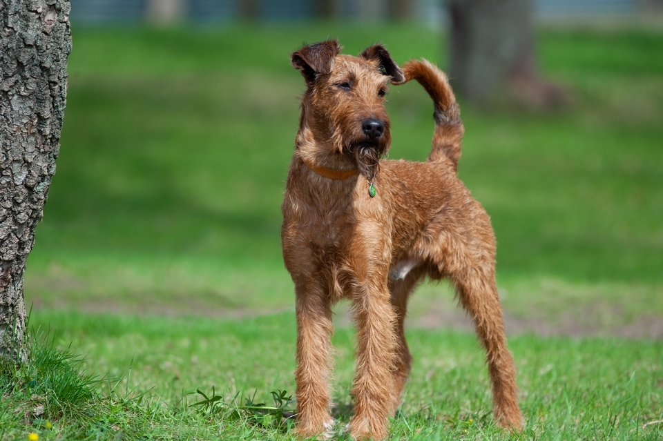 esemplare di Irish Terrier