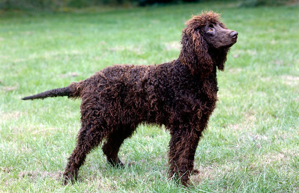 esemplare di cane razza Irish Water Spaniel