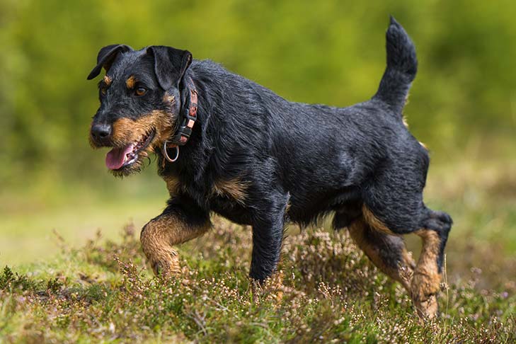 cane Jagdterrier