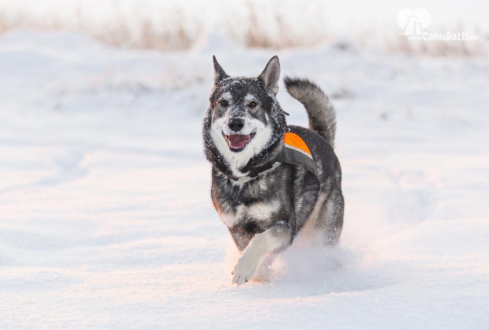 Cane Jämthund in corsa sulla neve