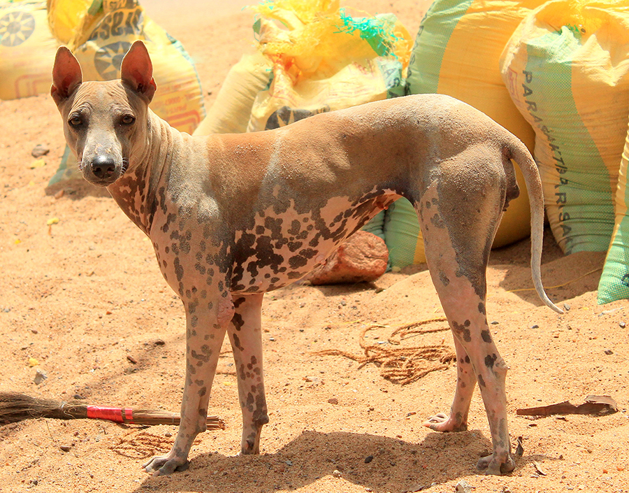 cane Jonangi