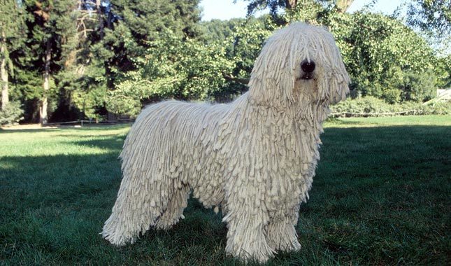 cane Komondor