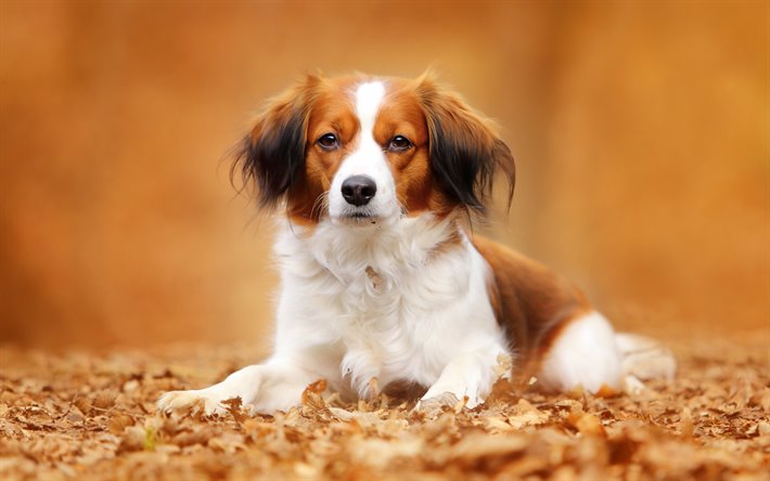 cane Kooikerhondje