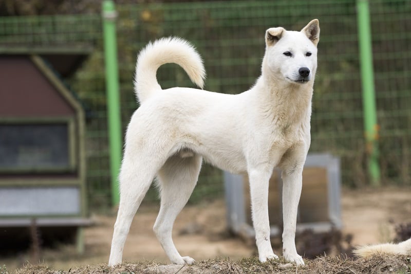 Korea Jindo Dog