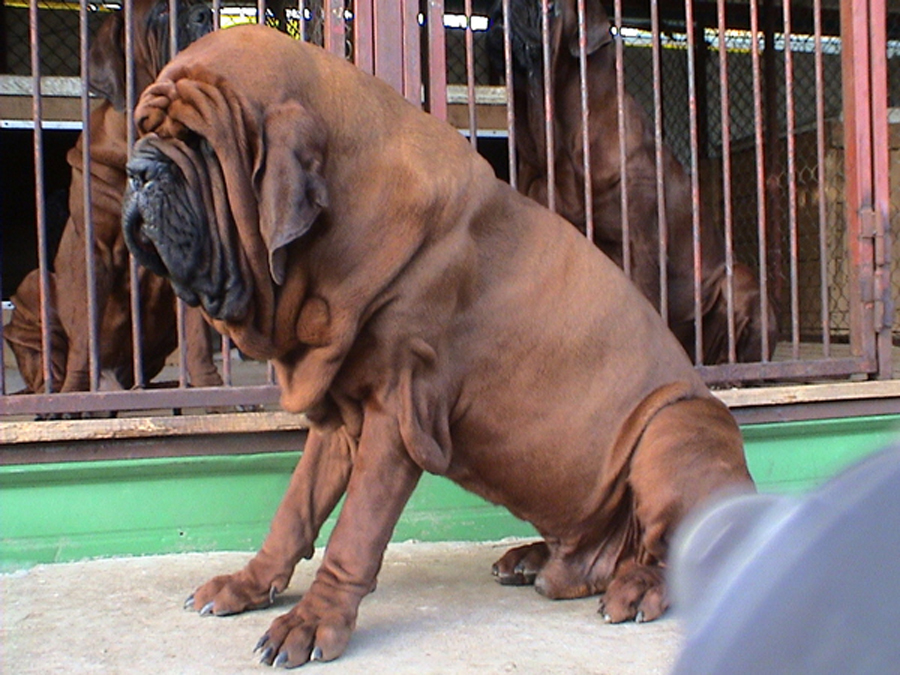 esemplare di Korean Mastiff