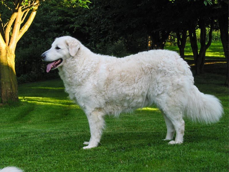 cane Kuvasz sul prato