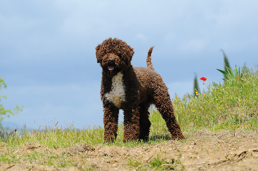 Lagotto Romagnolo