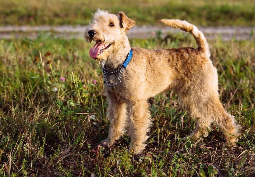 cane Lakeland Terrier