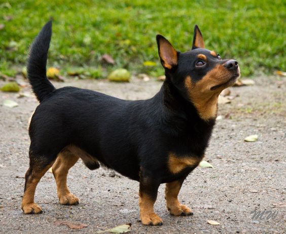 cane Lancashire Heeler