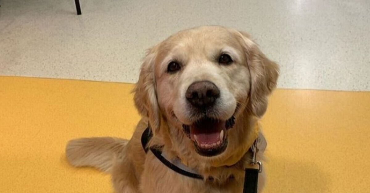 Leo, il cucciolo di Golden Retriever che ha aiutato un bambino in terapia intensiva