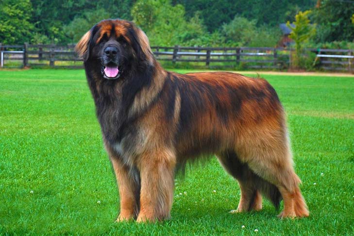 esemplare di cane Leonberger su prato