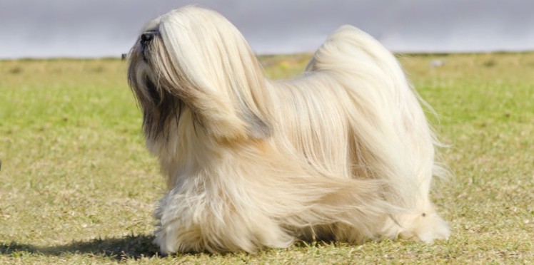 esemplare di cane Lhasa Apso