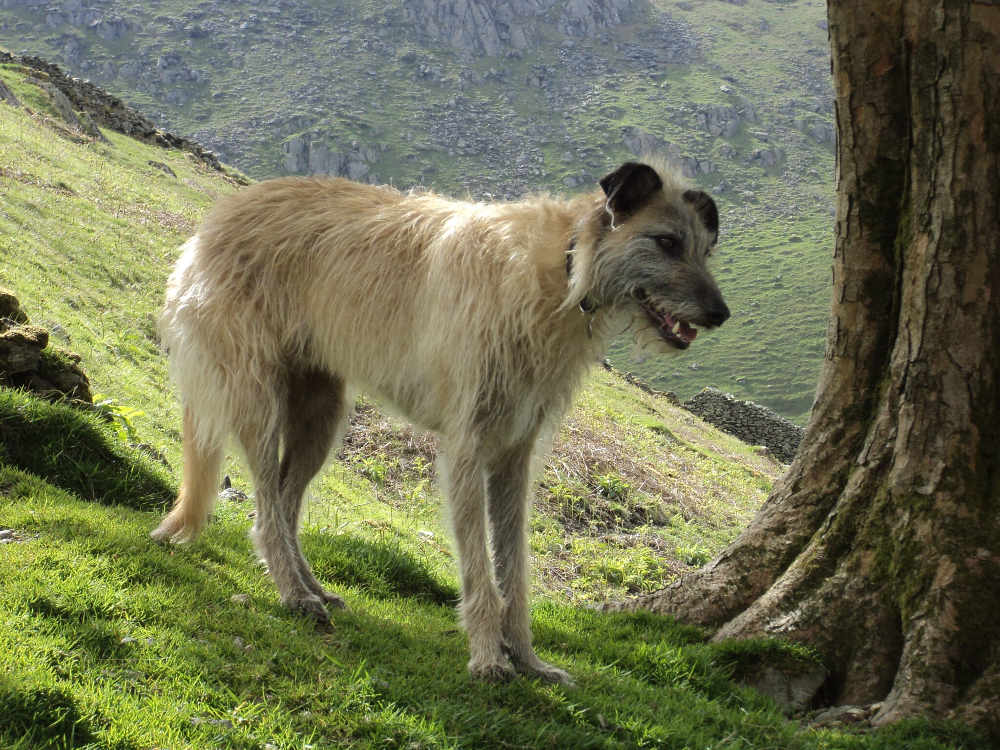 cane Lurcher in campagna