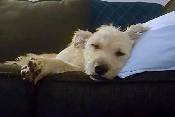 Cane che dorme