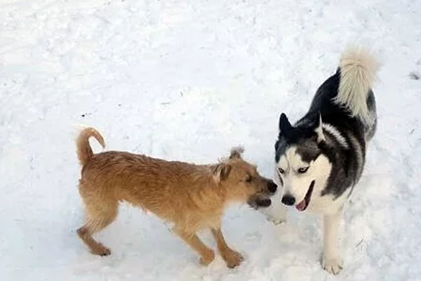 Due cani che giocano