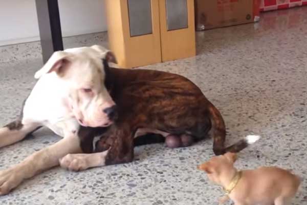 Chihuahua gioca con Bulldog americano