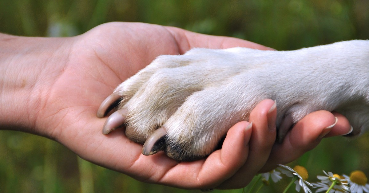 Coronavirus, non lavare le zampe dei cani con Amuchina e candeggina: ecco perché