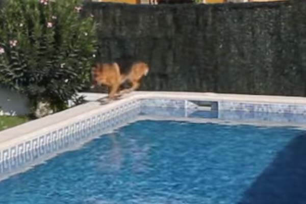 Pastore Tedesco in piscina