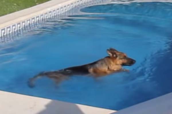 Pastore Tedesco in piscina