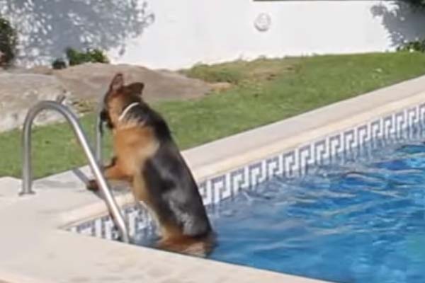 Pastore Tedesco in piscina