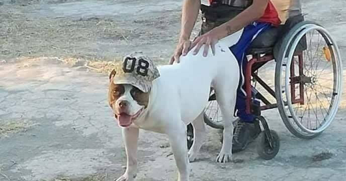 Poseidone, il cane rimasto solo dopo il decesso del proprietario, ora cerca casa