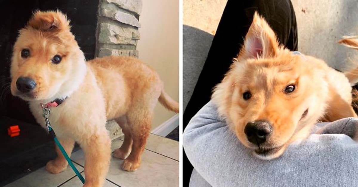 Rae, il cucciolo di Golden Retriever che sembra un unicorno (video)