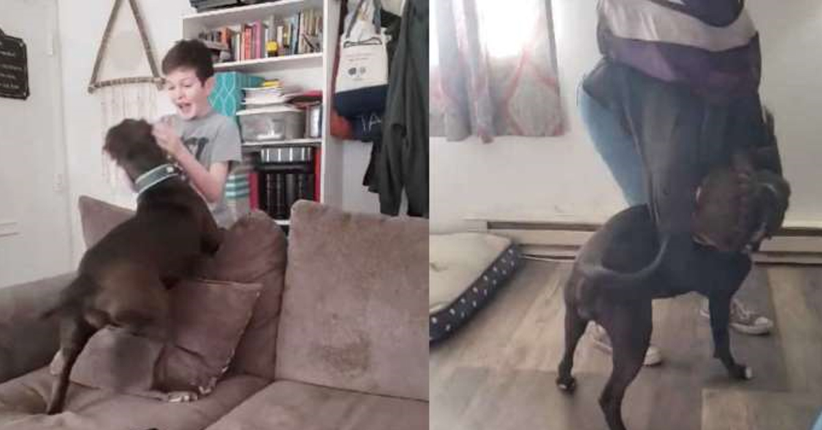 Roxy, il cagnolino che ha riabbracciato la sua famiglia dopo diversi mesi