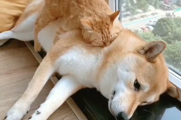 Shiba Inu con un gattino