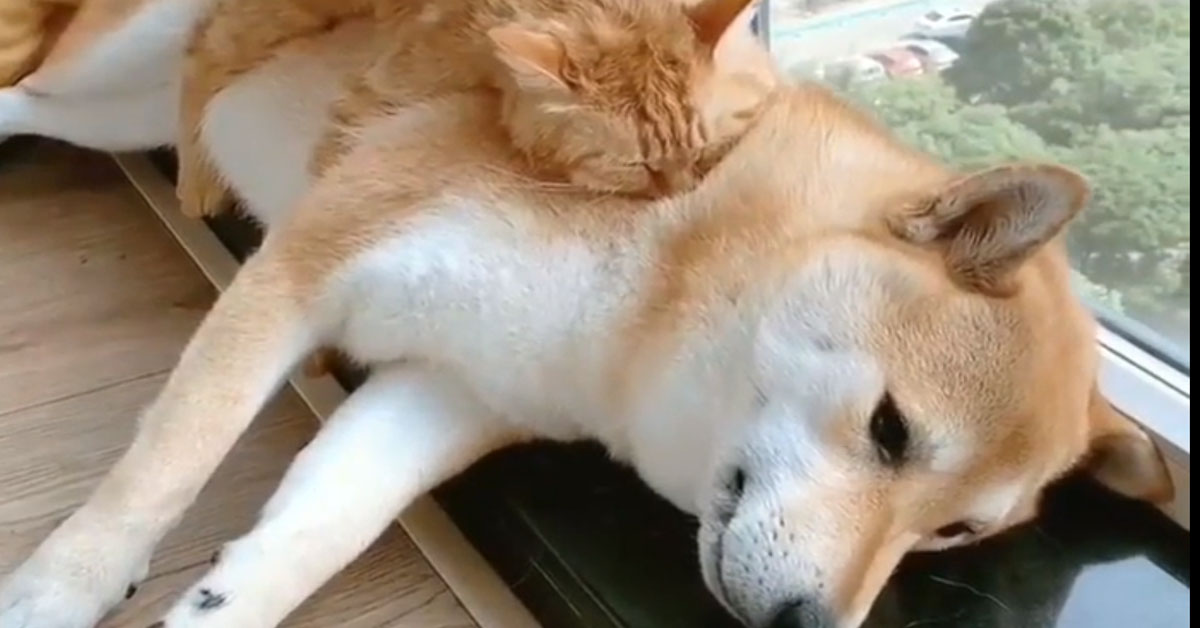 Shiba Inu alle prese con un gattino che vuole dormire sopra di lui (video)