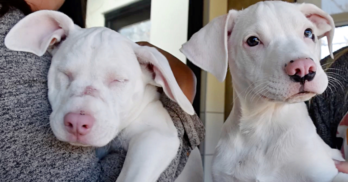 Star, il cane cieco e sordo che ha una guida speciale (video)