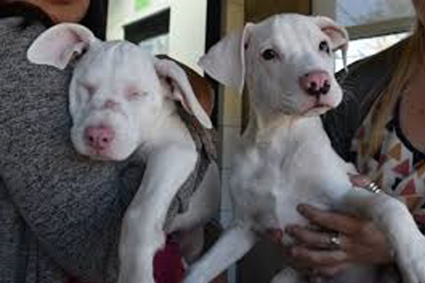 Due cani bianchi