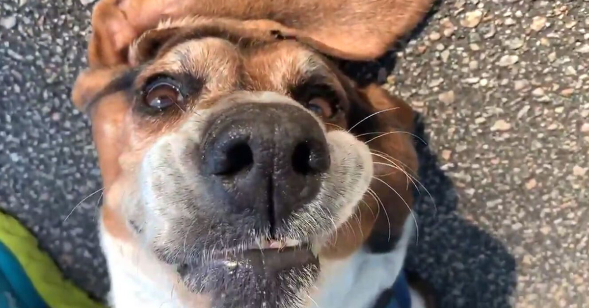 Stella, il Bassotto cicciottello e pigro che ha inventato una tattica per non camminare (video)