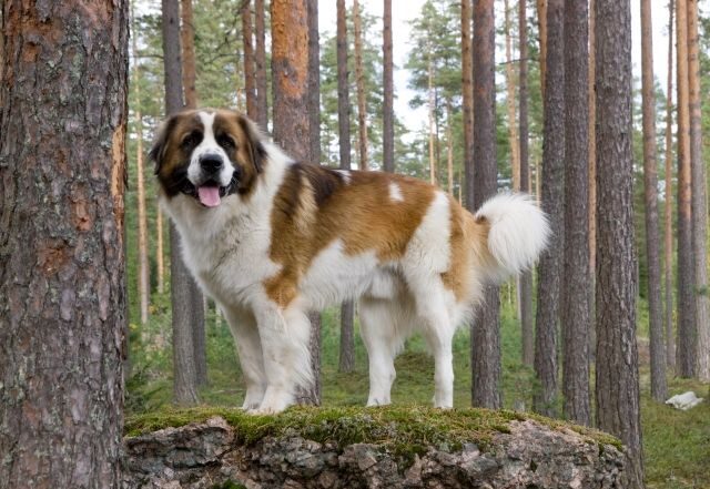 esemplare di Guardiano Moscovita nel bosco