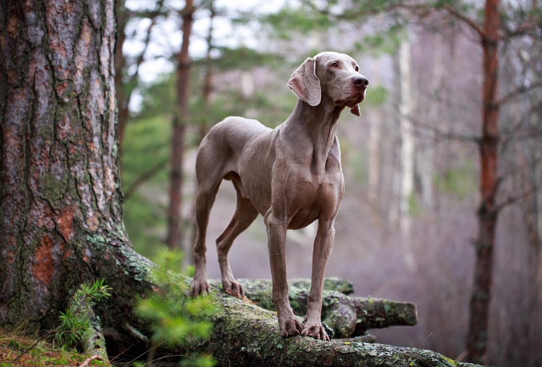 cane razza Weimaraner nel bosco