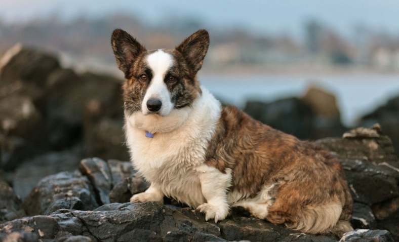 Welsh Corgi varietà Cardigan