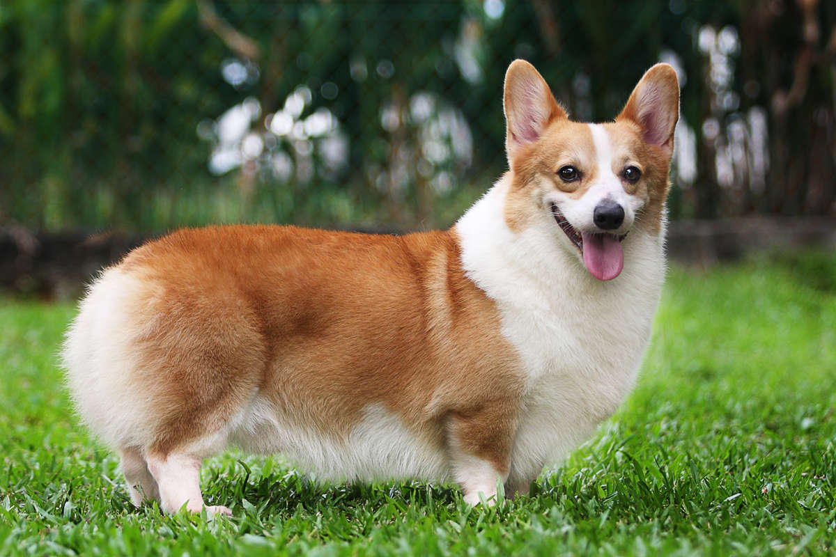 Welsh Corgi varietà Pembroke