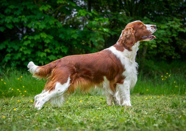 esemplare di Welsh Springer Spaniel