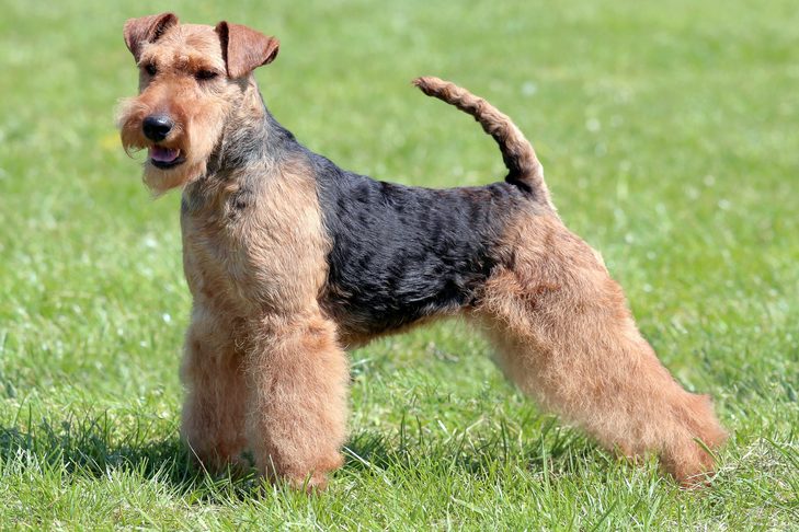 Welsh Terrier