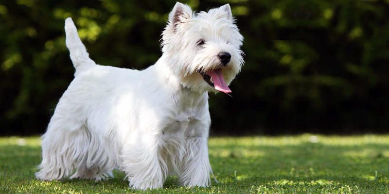 esemplare di West Highland White Terrier