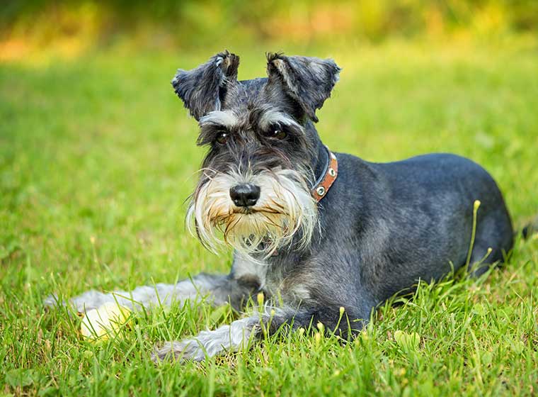 esemplare di Zwergschnauzer sul prato