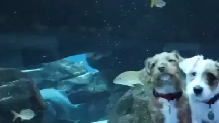 Carmel, il cagnolino che ha visitato l’acquario col suo fratellino (video)