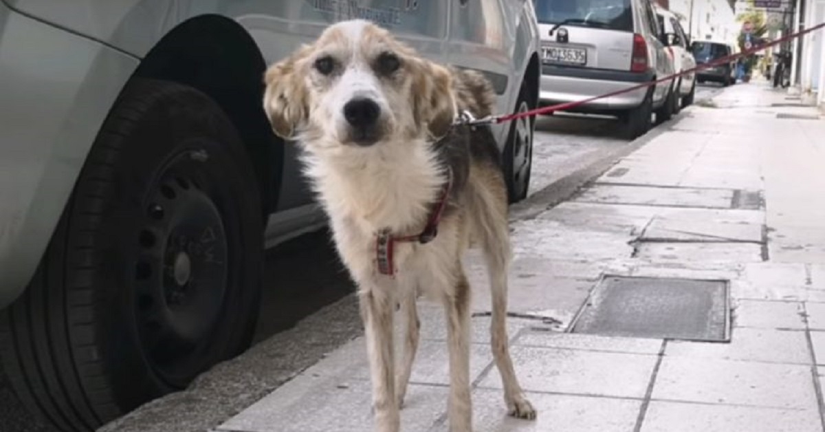 Al cane non resta molto tempo, l’unica cosa che chiede è un po’ di affetto