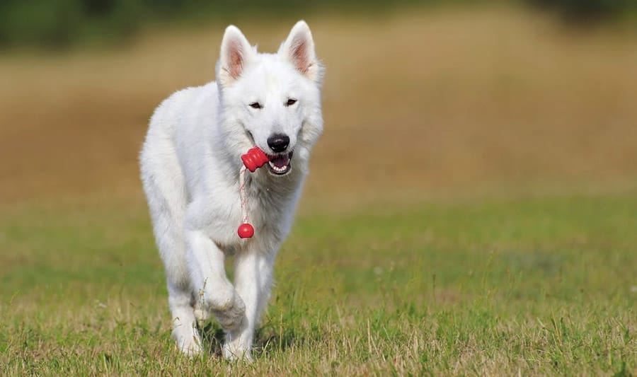 esemplare di cane Alopekis