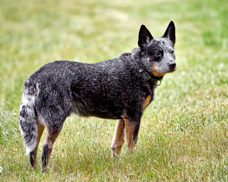 esemplare di Australian Cattle Dog su prato