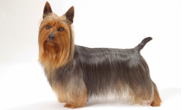 esemplare di Australian Silky Terrier